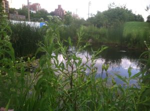 Space for nature has been created in the new wetlands of Brooklyn Bridge Park.